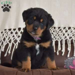 Aurora, Bernese Mountain Dog Mix Puppy